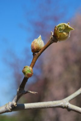 Platanus x hispanica (acerifolia) - platan javorolistý - rašící pupeny